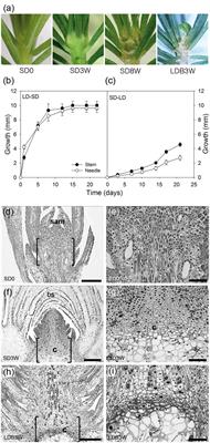 Photoperiodic Regulation of Growth-Dormancy Cycling through Induction of Multiple Bud–Shoot Barriers Preventing Water Transport into the Winter Buds of Norway Spruce